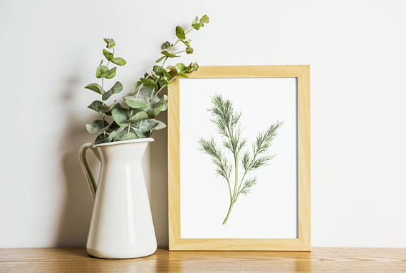 570x383 Dill Art Print Herb Painting Dill Watercolor Home Decor - Herb Painting
