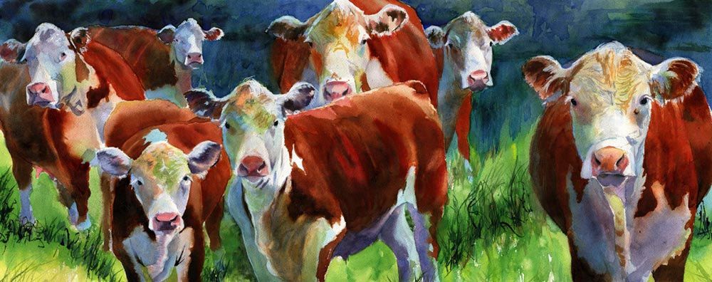 1000x396 Hereford Cow Art Painting Print Of My Watercolor By Rachelsstudio - Hereford Cow Painting