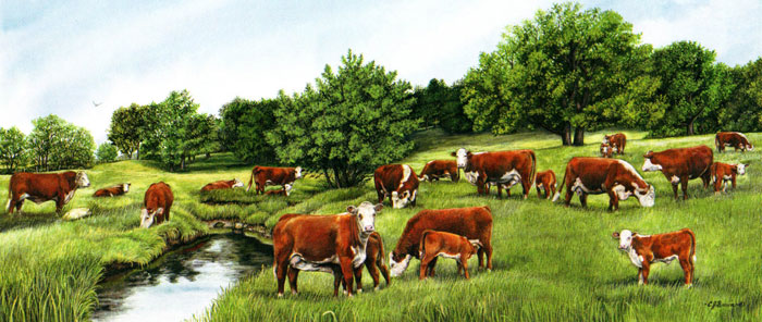 700x296 Cattle - Hereford Cow Painting