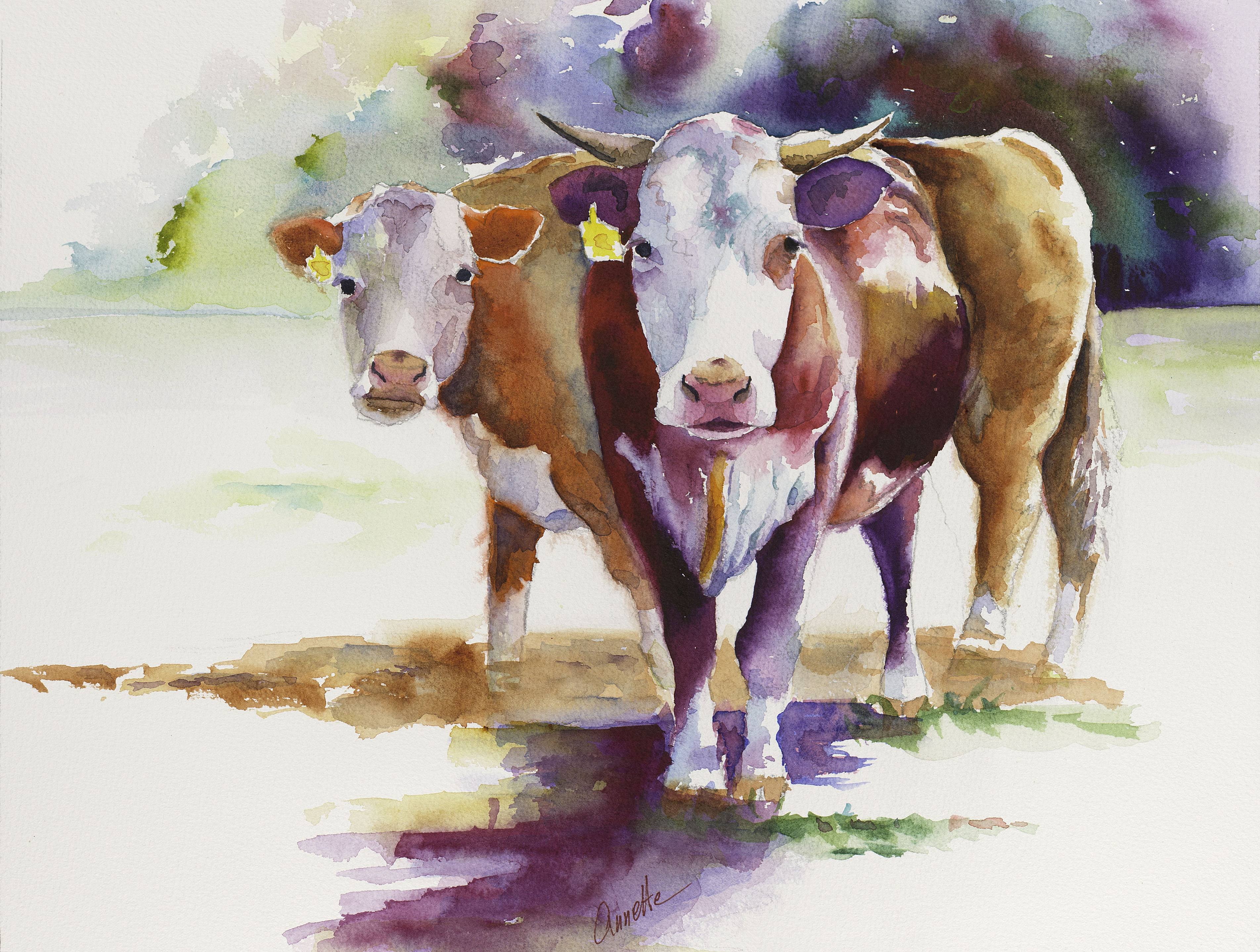 3808x2877 Hereford Cattle Watercolor Painting Annette Bennett Annette - Hereford Cow Painting