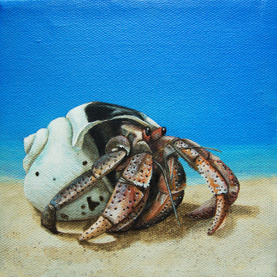 900x900 Hermit Crab Painting By Cindy D Chinn - Hermit Crab Painting