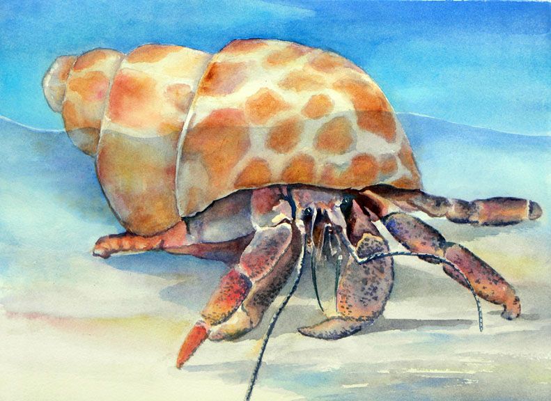791x576 Hermit Crab In Spotted Shell By Sue Lynn Cotton Art Work - Hermit Crab Painting