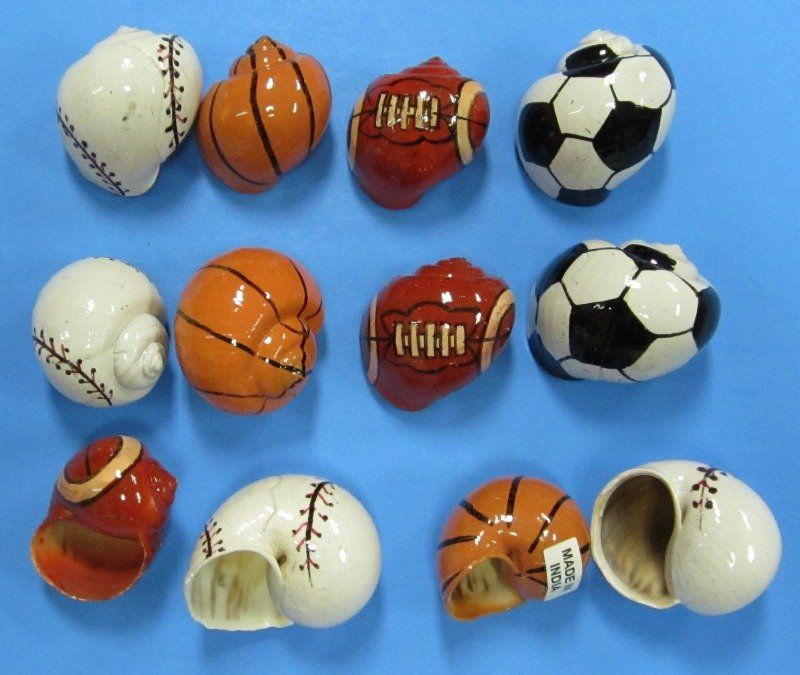 800x675 Image Detail For Painted Hermit Crab Shells In Sports Ball - Hermit Crab Painting