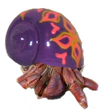 223x223 Painted Snail Shells Hermit Crab Homes - Hermit Crab Painting
