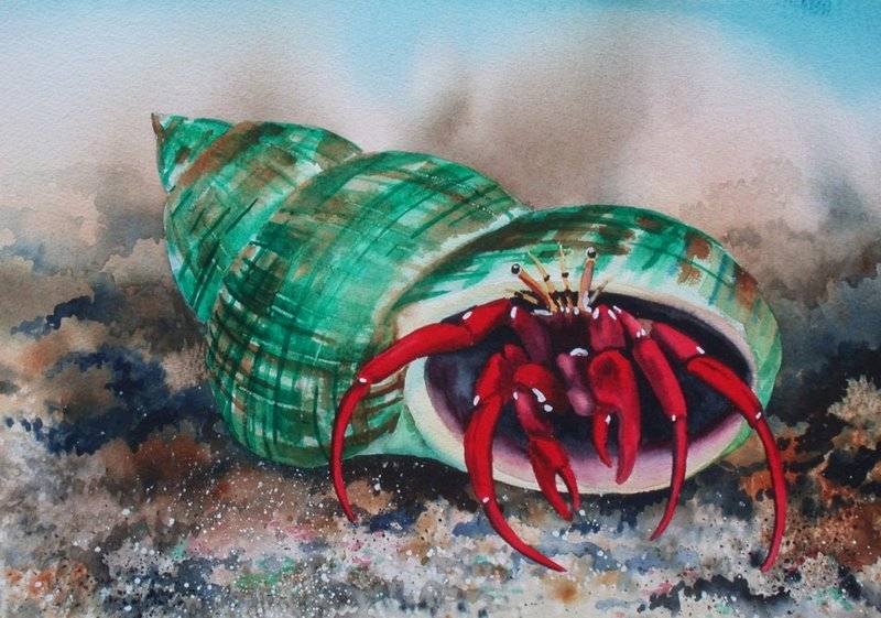 800x561 Ronald Pratt Watercolors - Hermit Crab Painting