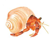 236x184 The Rainbow Hermit Crab Colour My World Rainbows - Hermit Crab Painting