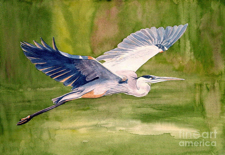 900x621 Great Blue Heron Painting By Pauline Ross - Heron Painting