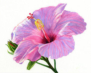 Hibiscus Flower Painting At Paintingvalley.com 