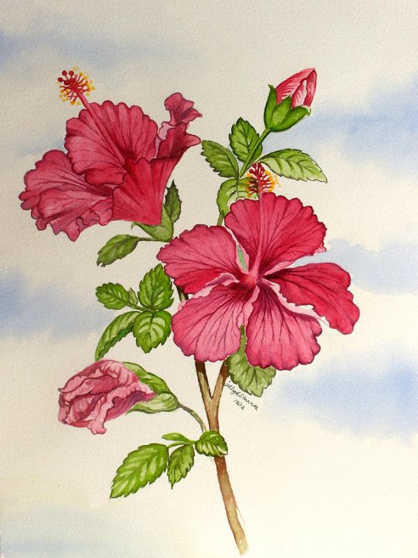 600x801 Red Hibiscus Flower Painting - Hibiscus Painting