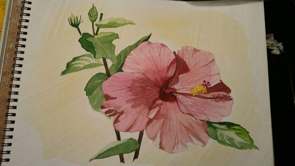 1024x576 Hibiscus Watercolor Art Amino - Hibiscus Watercolor Painting