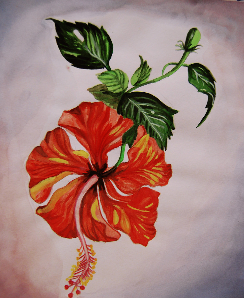 839x1024 Hibiscus Watercolor Painting I Used Water Colors To Paint - Hibiscus Watercolor Painting