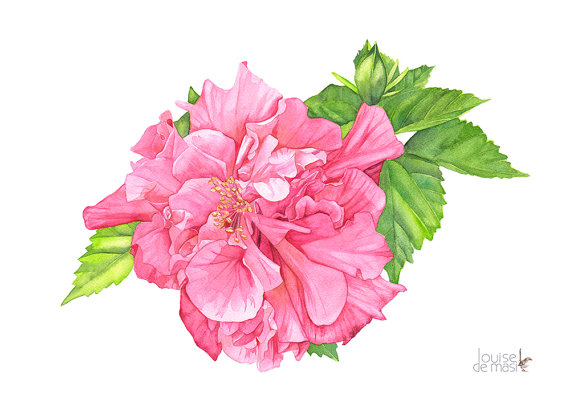 570x404 Hibiscus Watercolour Painting Print A4 Size. H10616. Hibiscus - Hibiscus Watercolor Painting