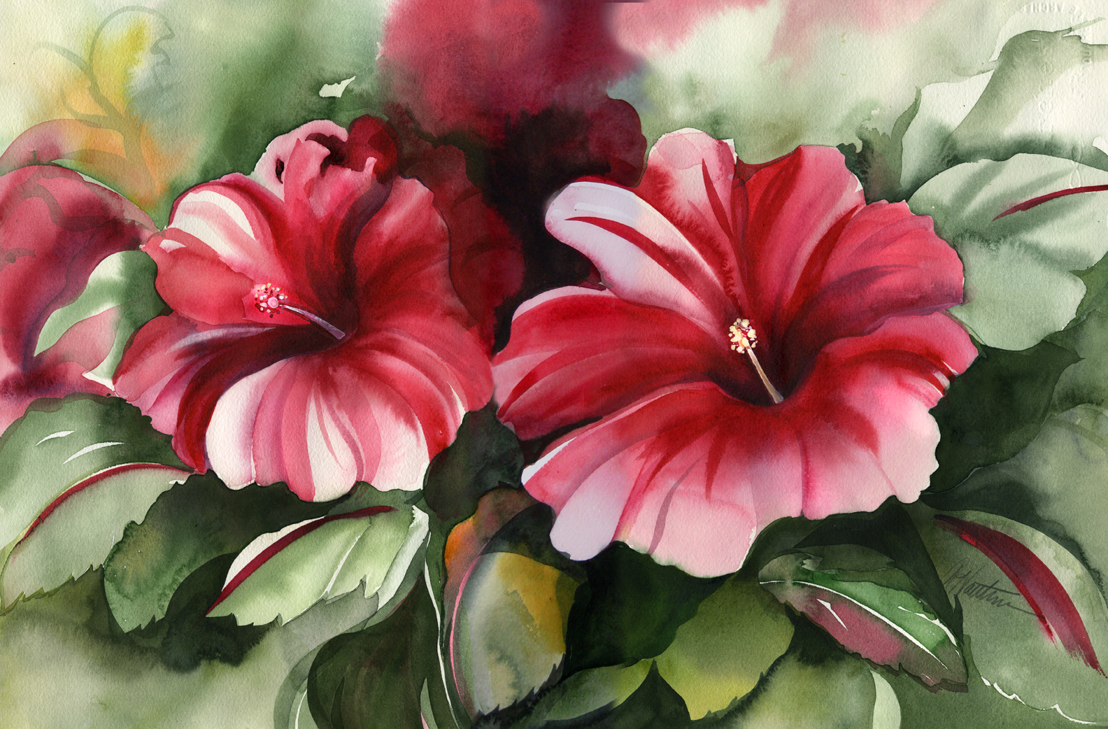 1584x1042 Amy Hautman Paintings Red Wine Hibiscus, Watercolor - Hibiscus Watercolor Painting
