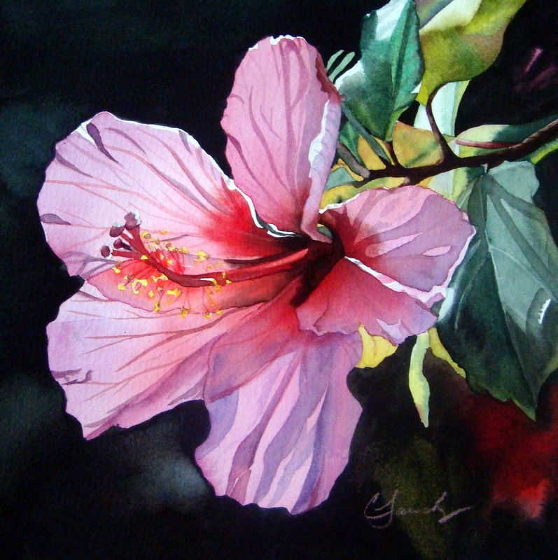 797x800 Hibiscus Watercolor Paintings Pink Back Lit Hibiscus Original - Hibiscus Watercolor Painting