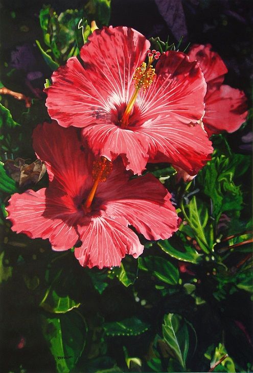 495x729 Hibiscus Paintings Unbelievable Watercolor Realism By Kansas - Hibiscus Watercolor Painting