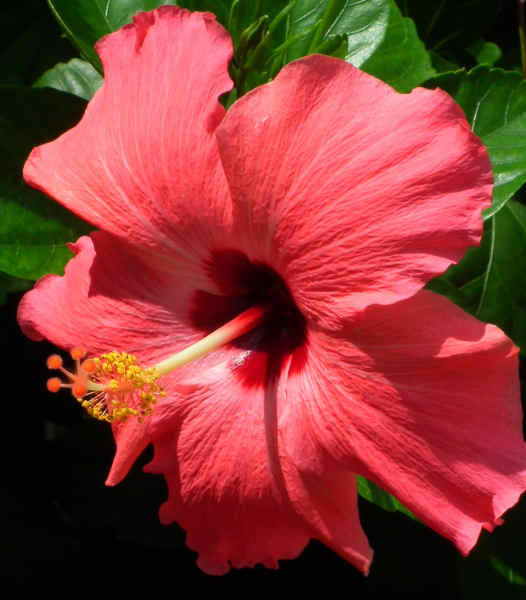 526x600 February 2013 Watercolor Challenge - Hibiscus Watercolor Painting