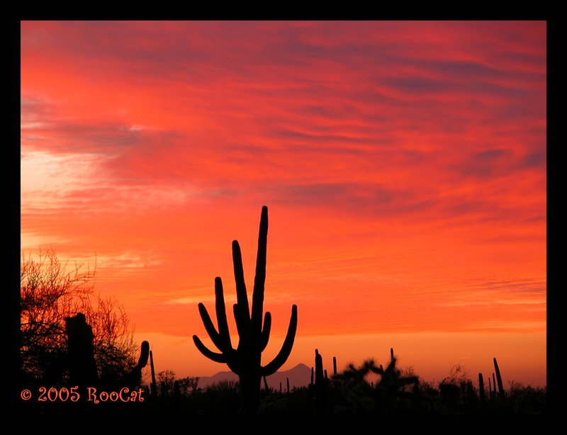 800x614 Painted Sonoran Desert Sunset By Roocat - High Sonoran Desert Painting