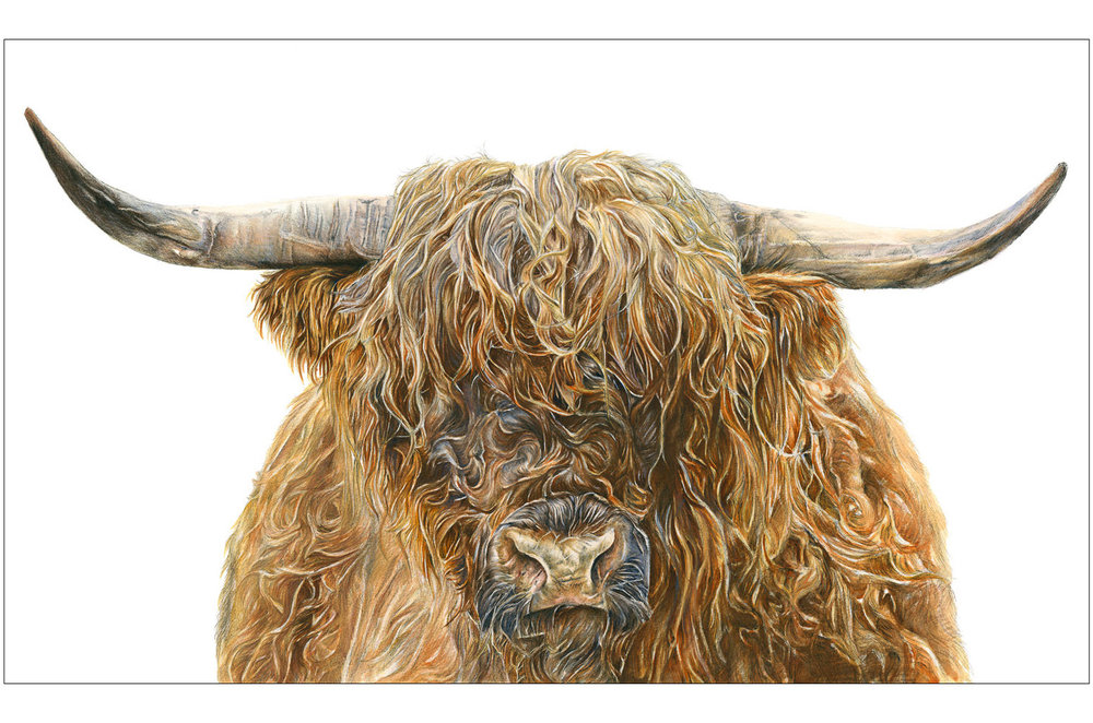 1000x662 Limited Edition Print - Highland Cattle Painting
