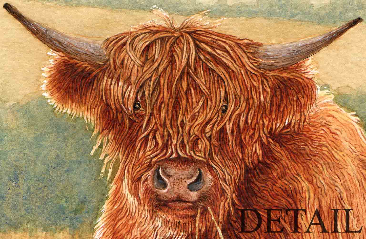 1536x1006 Thomas Haskett Illustration Highland Cow - Highland Cow Painting