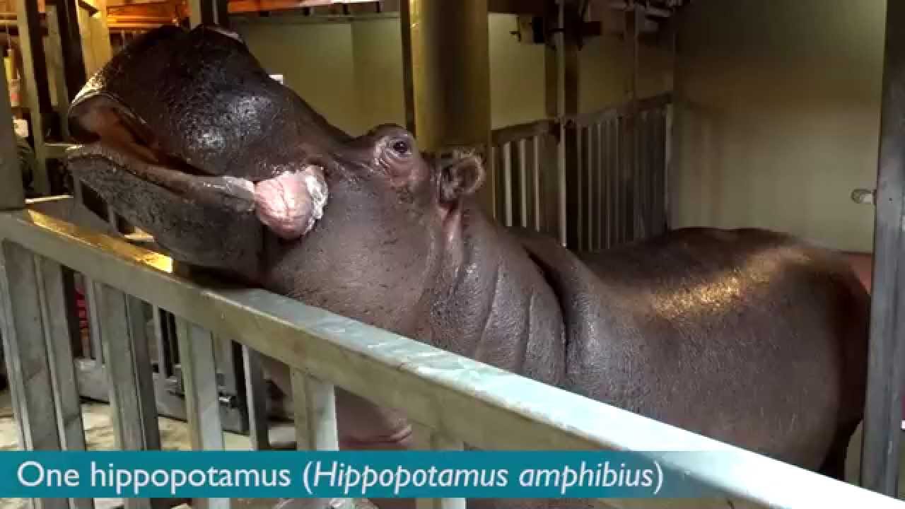 1280x720 How To Make Hippo Kisses - Hippo Kiss Painting