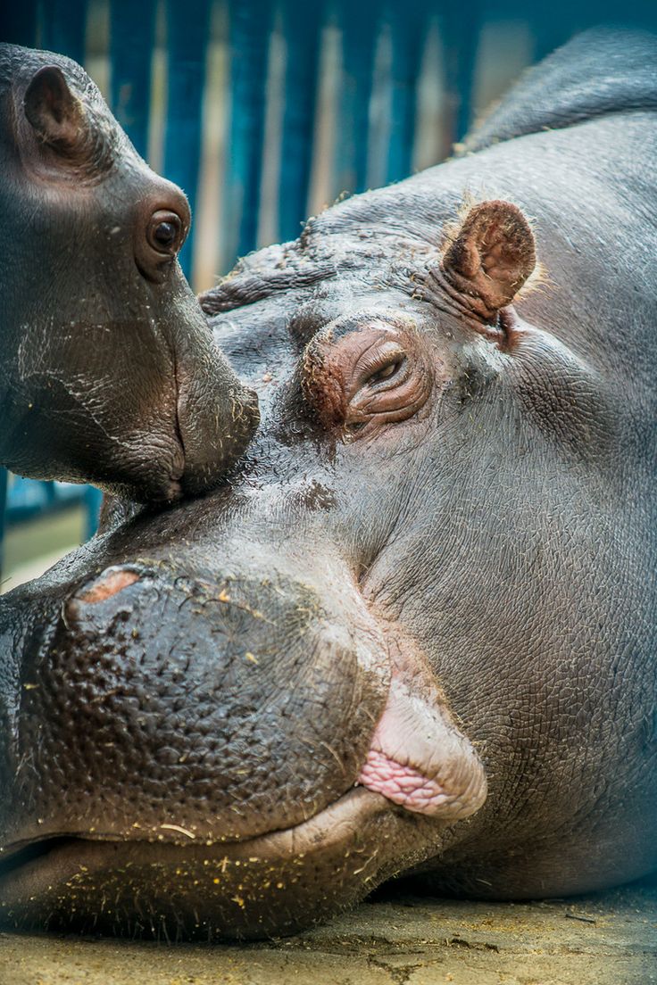 736x1104 The 155 Best Hippy Hippos Images On Hippopotamus - Hippo Kiss Painting