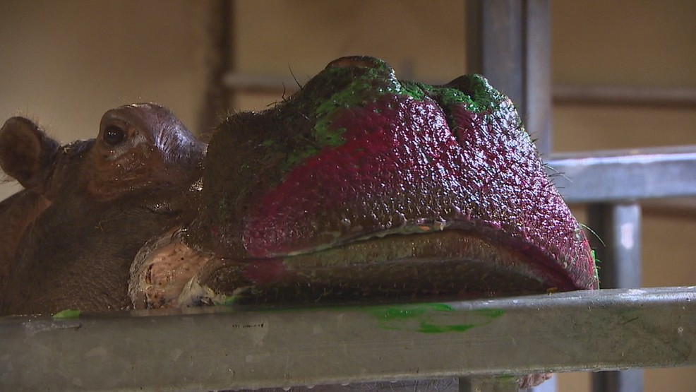 986x555 Video Woodland Park Zoo's Lupe Puckers Up For Hippo Kiss - Hippo Kiss Painting