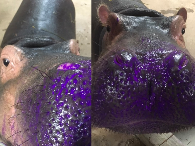 640x480 Want A Kiss From Fiona Of Course You Do - Hippo Kiss Painting