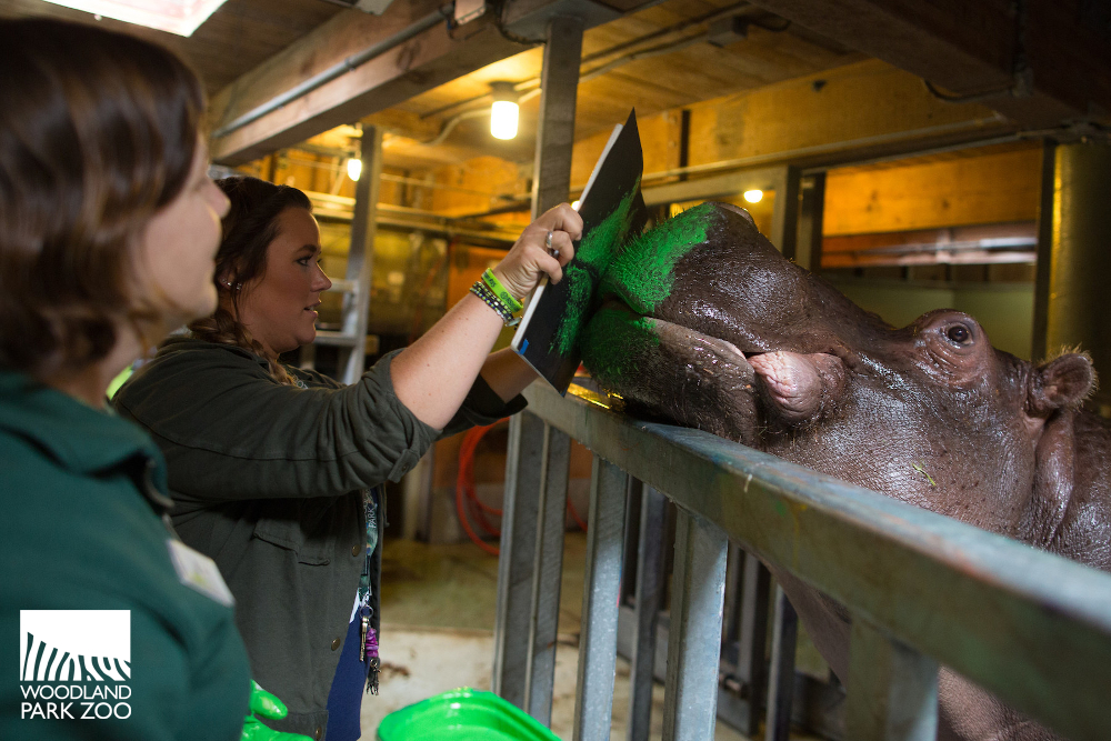 1000x667 Woodland Park Zoo Blog The Definitive Guide To Making Hippo Kisses - Hippo Kiss Painting