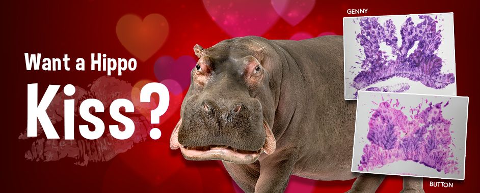 942x380 Hippo Kiss Painting Hippo Kisses Adventure Aquarium Camden - Hippo Kiss Painting