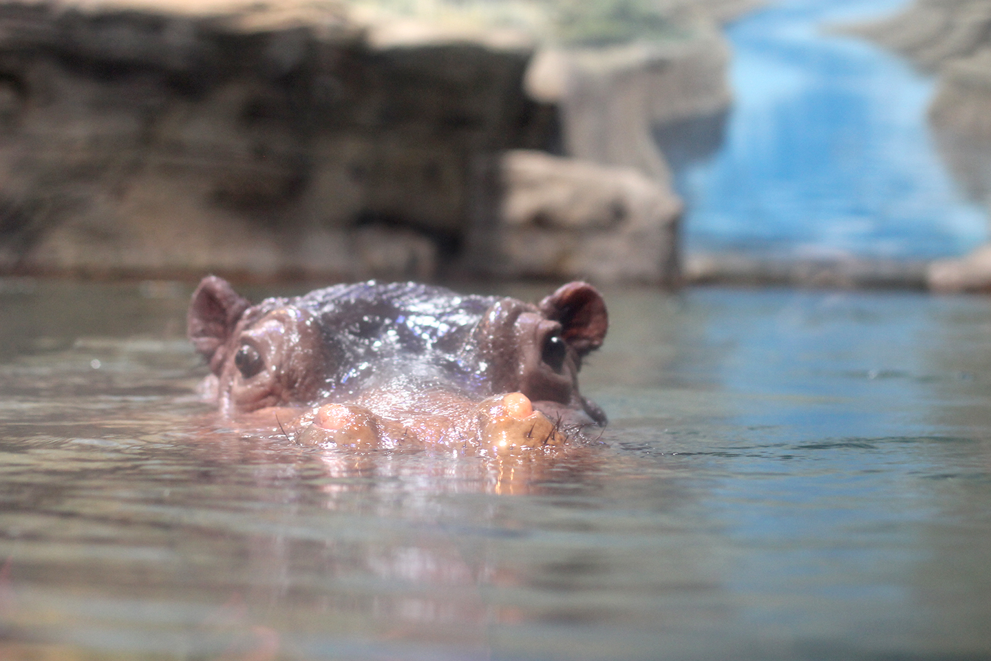 1440x960 Celebrate Hippo Awareness Weekend With Us! Adventure Insider - Hippo Kiss Painting