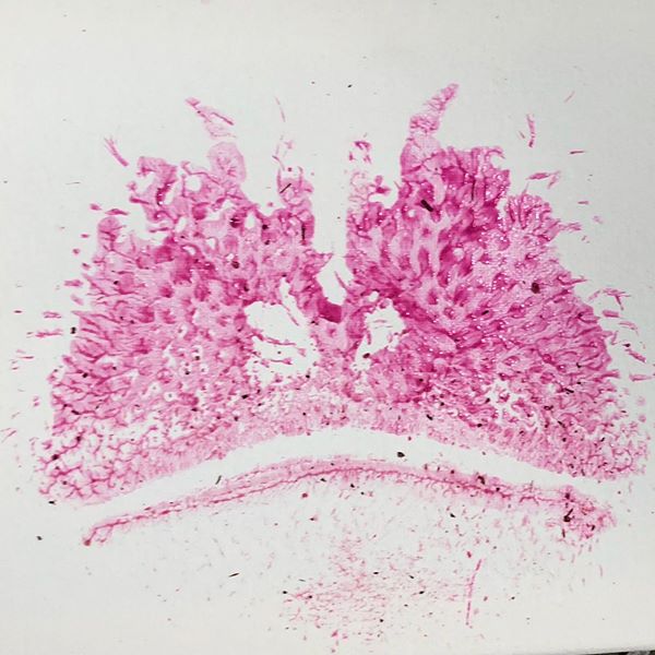 600x600 Cincinnati Zoo On Twitter Smoooch! The Next Best Thing - Hippo Kiss Painting