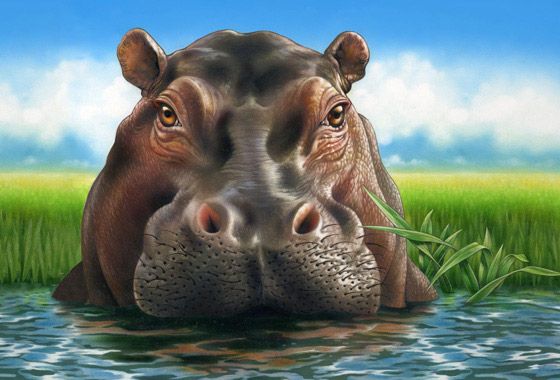 560x380 Hippo Painting Lori Anzalone Illustration All Worldwide Rights - Hippo Painting