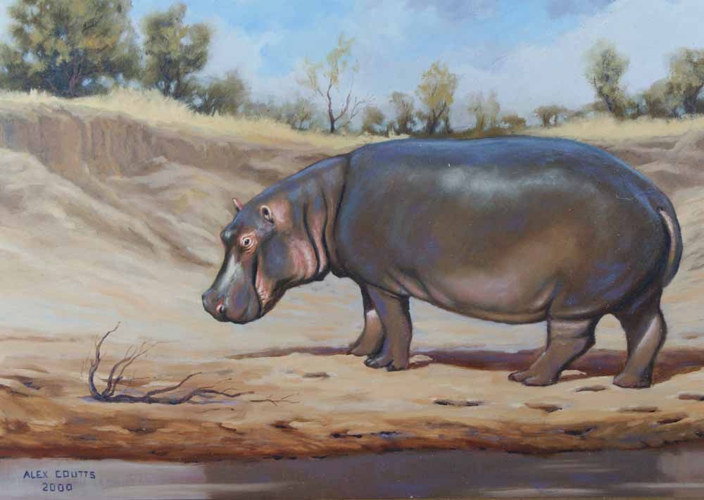 1000x710 Hippopotamus In Dress Art Old Hippo Bull - Hippo Painting