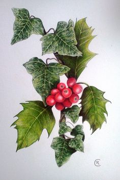 236x354 Holly And Ivy - Holly Painting