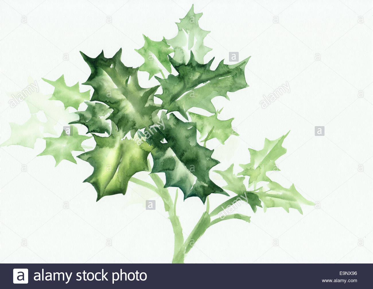 1300x1008 Holly Branch Watercolor Painting Isolated On White. Symbol - Holly Painting