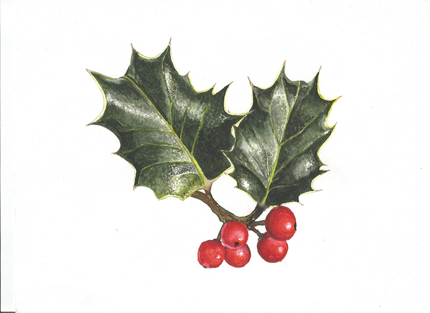 877x638 Holly By Alter Ipse Amicus - Holly Painting