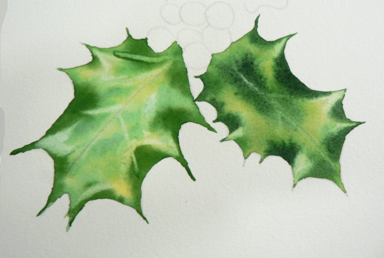 1556x1047 Painting Holly Leaves In Watercolor - Holly Painting