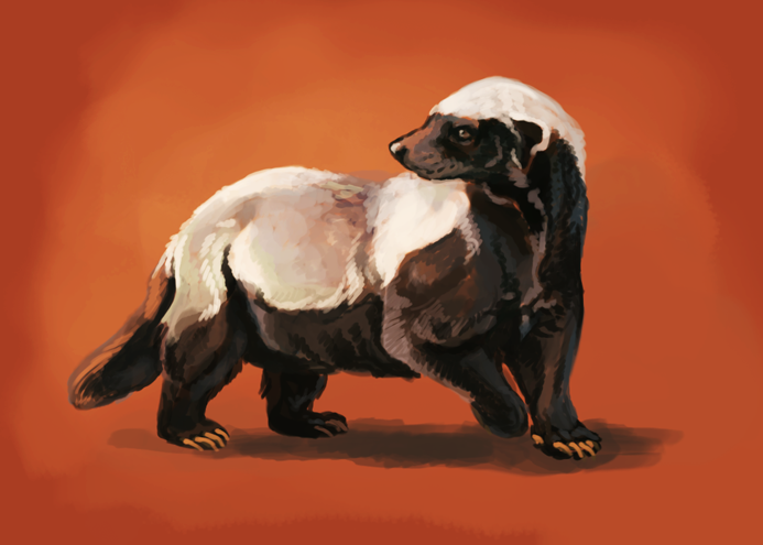 693x495 Honey Badger Speed Paint By Thornwolf - Honey Badger Painting