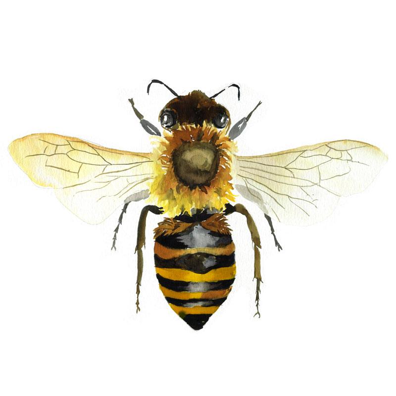 Honey Bee Painting at PaintingValley.com | Explore collection of Honey ...