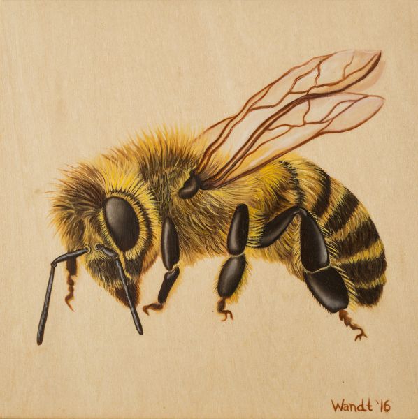598x600 Bee 8x8'' Series - Honey Bee Painting