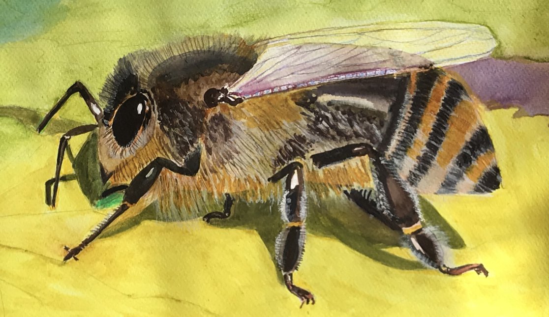 1116x645 Painting A Honey Bee In Watercolours - Honey Bee Painting