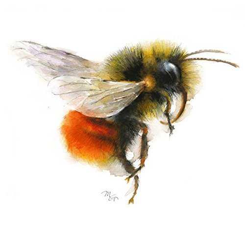 Honey Bee Watercolor Painting at PaintingValley.com | Explore ...