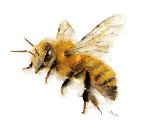 570x528 Honey Bee Watercolor Painting Giclee Print. Nature - Honey Bee Watercolor Painting