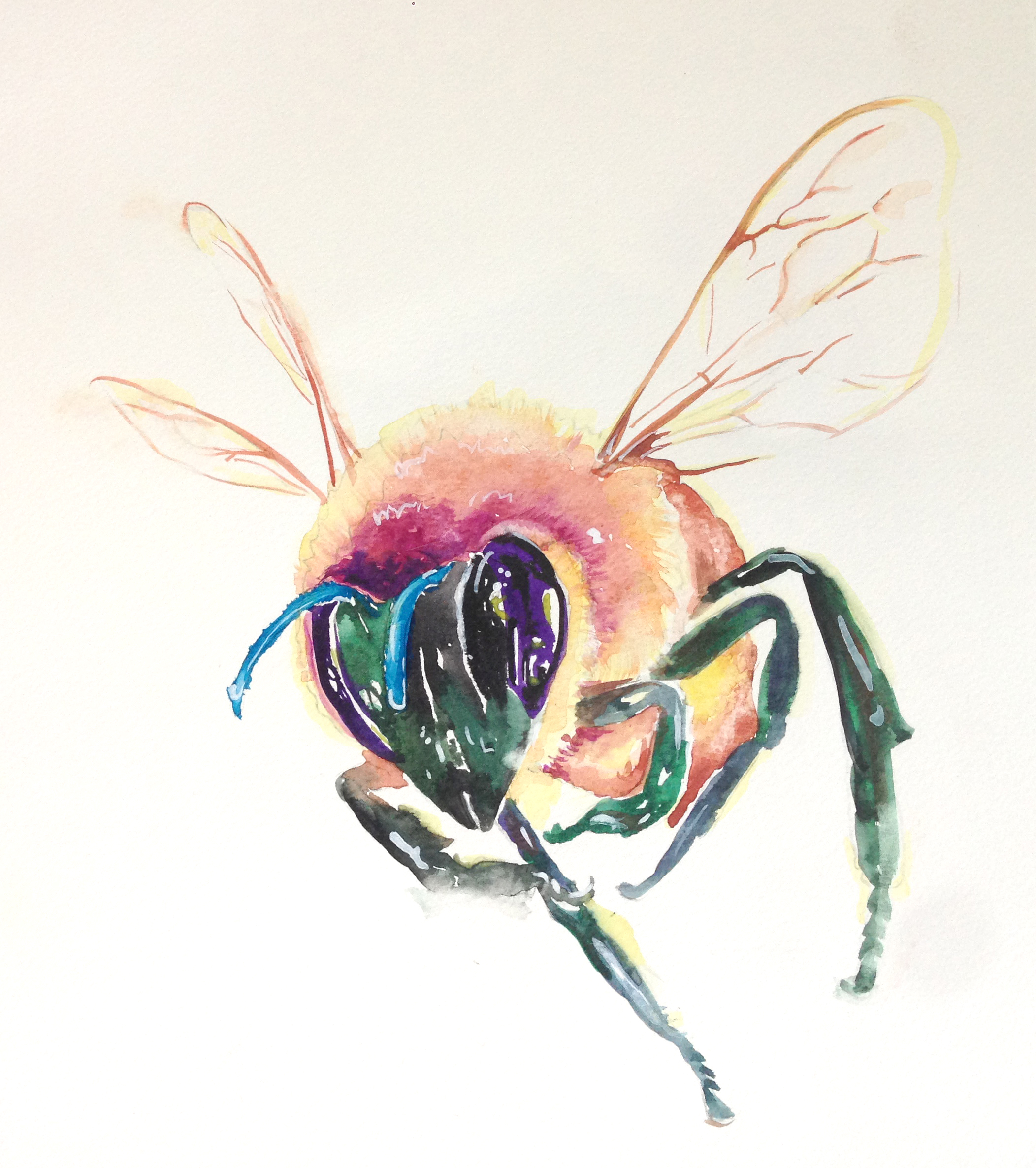 2104x2372 Honey Bees Lauriedotsondesign's Blog - Honey Bee Watercolor Painting