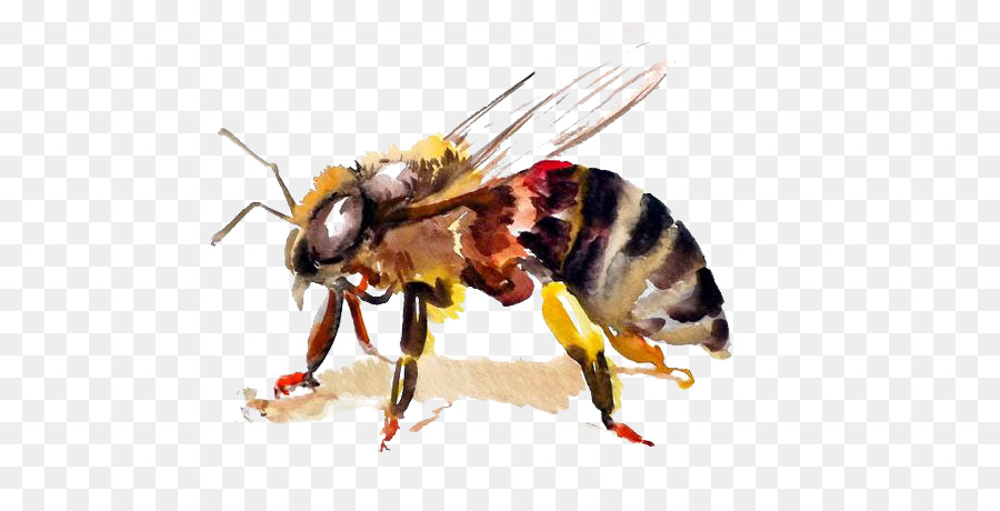 900x460 Honey Bee Hornet Watercolor Painting - Honey Bee Watercolor Painting