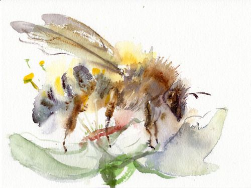 500x375 Honey Bee Watercolor Painting By A. Verbrugge, 2018 Inspiration - Honey Bee Watercolor Painting