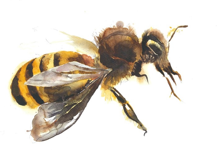 Honey Bee Watercolor Painting at PaintingValley.com | Explore ...