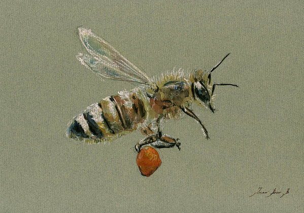 599x420 Honey Bee Watercolor Painting Art Print By Juan Bosco - Honey Bee Watercolor Painting