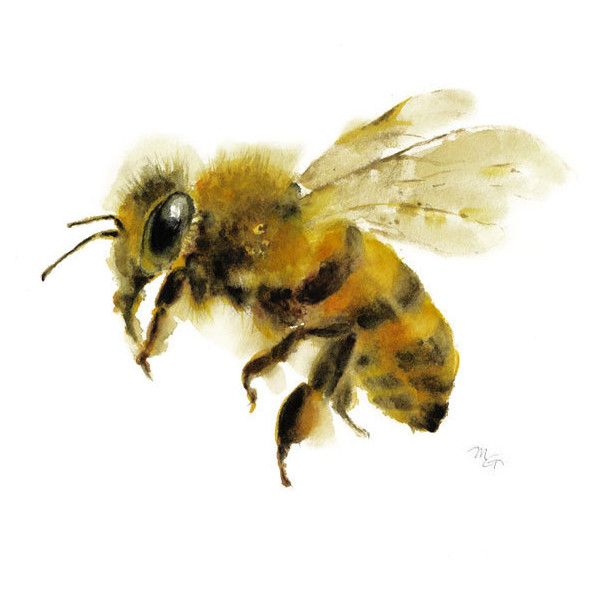 600x600 Honey Bee Watercolor Painting Art Print. Nature Illustration - Honey Bee Watercolor Painting