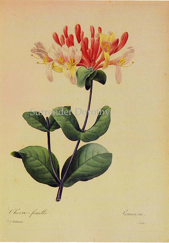 349x500 Lonicera Caprifolium Honeysuckle Botanical Illustration - Honeysuckle Painting